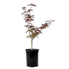 Load image into Gallery viewer, Japanese Maple, 6in, Upright, Assorted Varieties - Floral Acres Greenhouse &amp; Garden Centre
