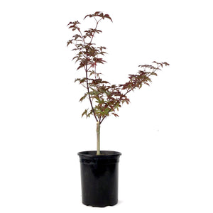 Japanese Maple, 6in, Upright, Assorted Varieties - Floral Acres Greenhouse & Garden Centre