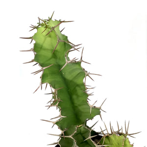 Cactus, 10in, Cow's Horn Euphorbia - Floral Acres Greenhouse & Garden Centre