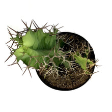 Load image into Gallery viewer, Cactus, 10in, Cow&#39;s Horn Euphorbia - Floral Acres Greenhouse &amp; Garden Centre
