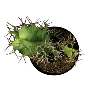 Cactus, 10in, Cow's Horn Euphorbia - Floral Acres Greenhouse & Garden Centre
