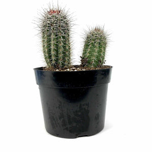 Cactus, 8in, Trichocereus grandiflorus 'Torch' - Floral Acres Greenhouse & Garden Centre