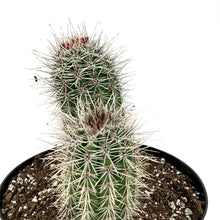Load image into Gallery viewer, Cactus, 8in, Trichocereus grandiflorus &#39;Torch&#39; - Floral Acres Greenhouse &amp; Garden Centre
