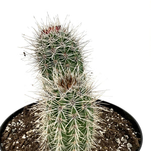 Cactus, 8in, Trichocereus grandiflorus 'Torch' - Floral Acres Greenhouse & Garden Centre