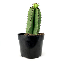 Load image into Gallery viewer, Cactus, 8in, Candelabra Tree - Floral Acres Greenhouse &amp; Garden Centre
