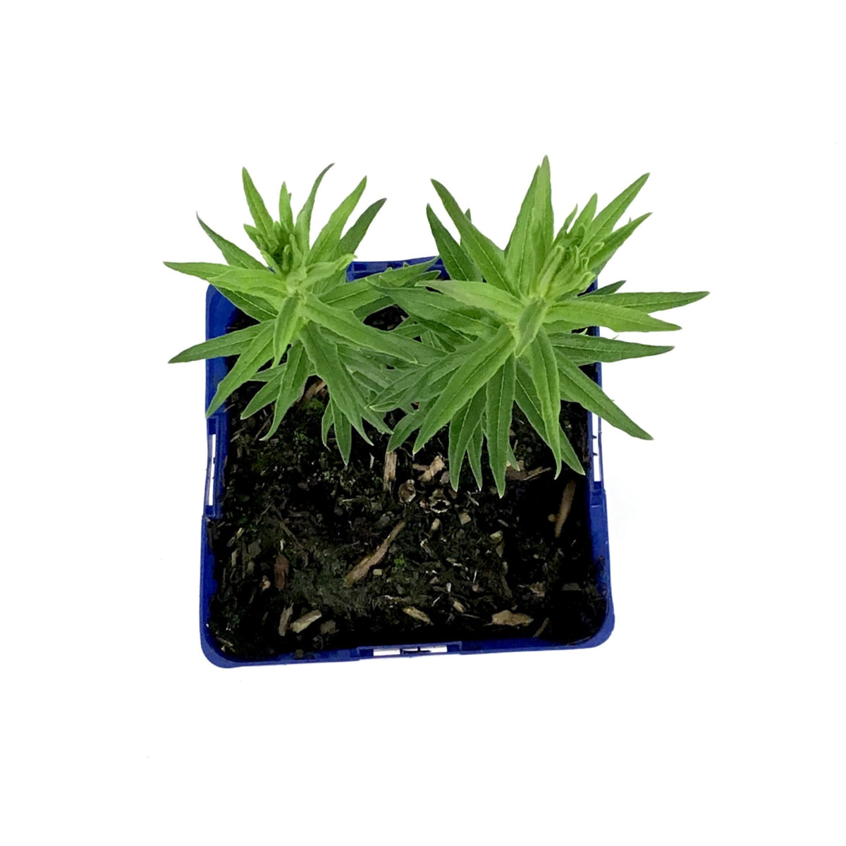 Asclepias, 15cm, Gay Butterflies - Floral Acres Greenhouse & Garden Centre