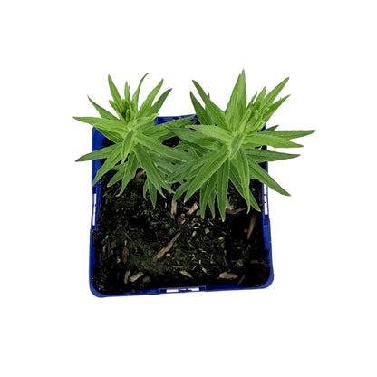 Asclepias, 15cm, Gay Butterflies - Floral Acres Greenhouse & Garden Centre