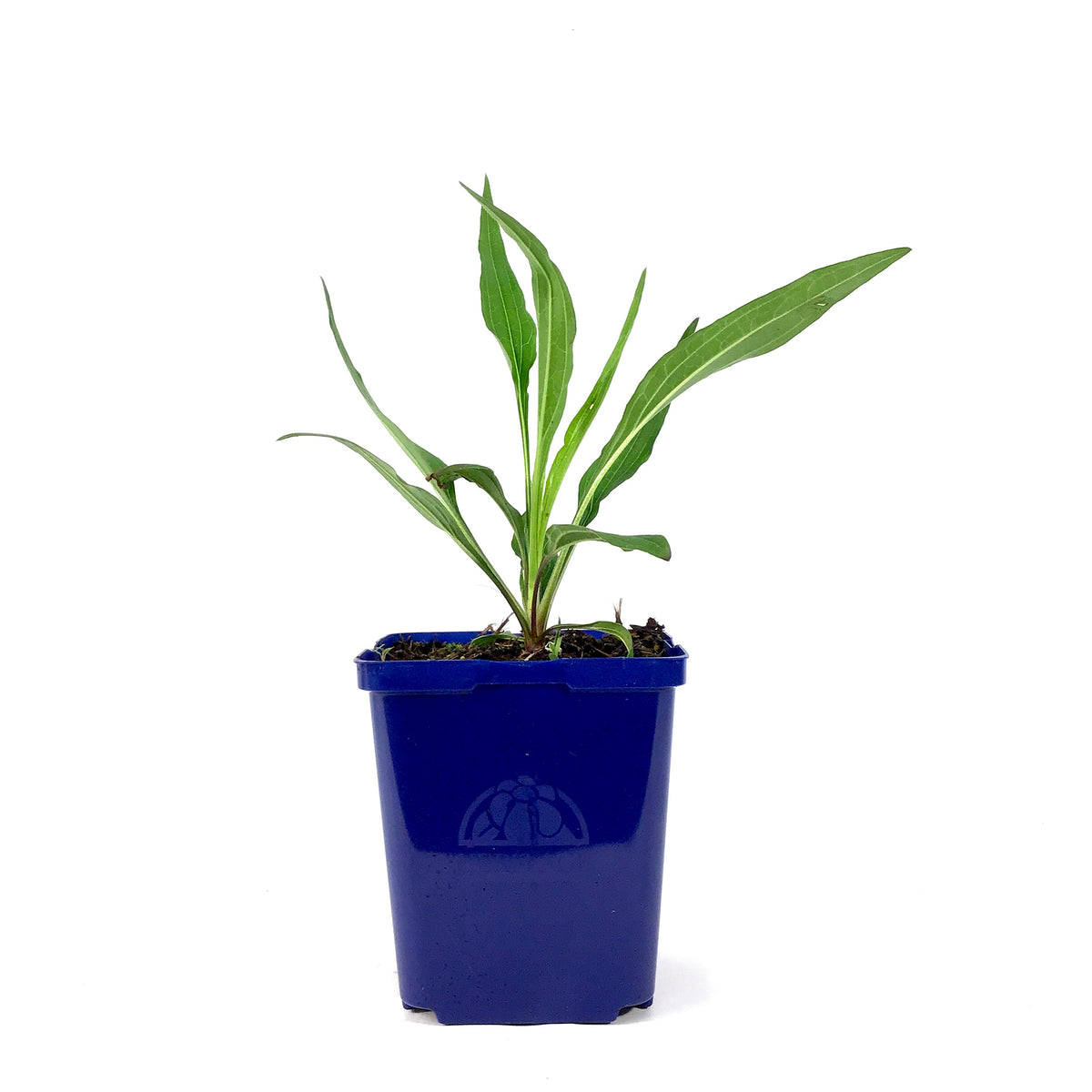 Echinacea, 15cm, PRIMA™ Ginger - Floral Acres Greenhouse & Garden Centre