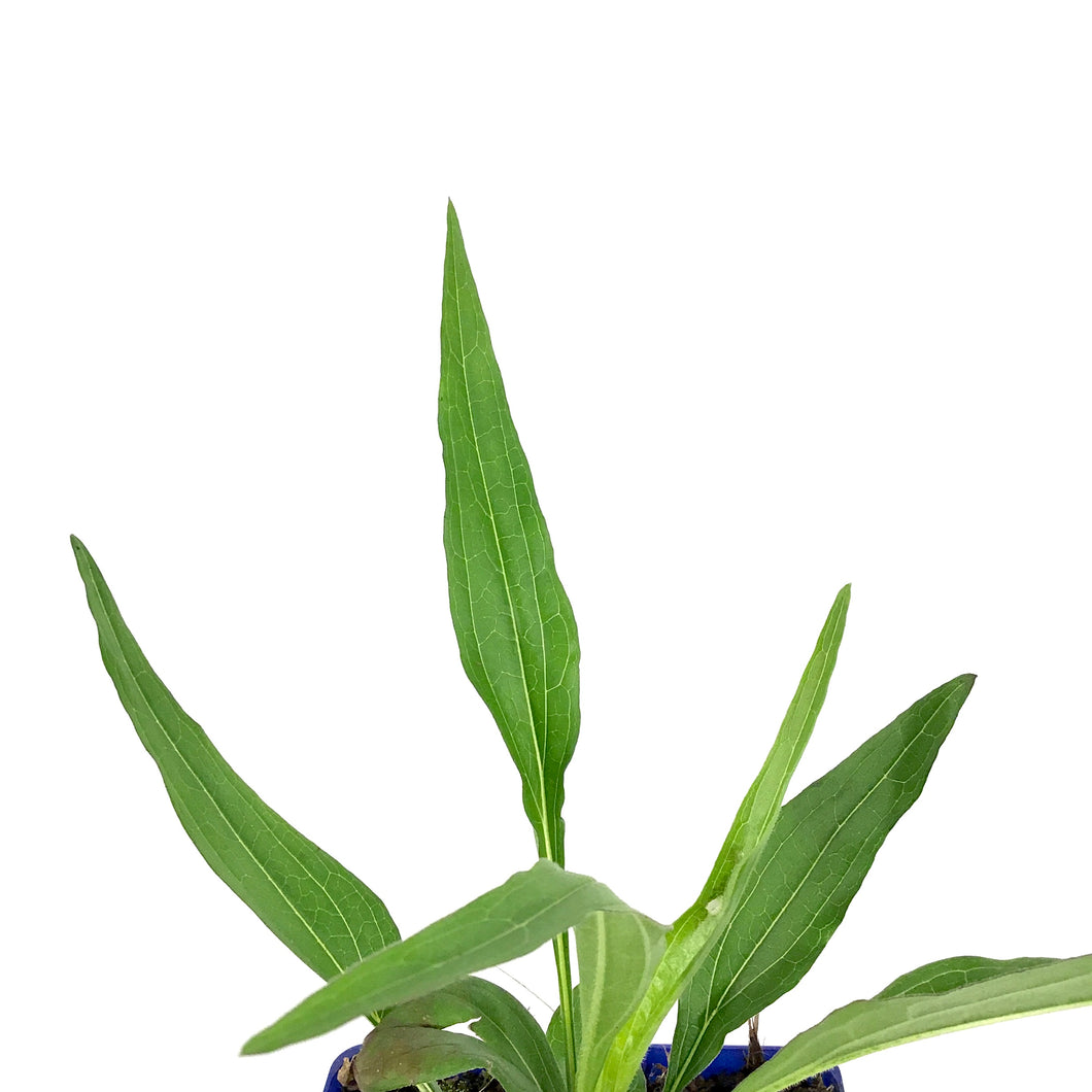 Echinacea, 15cm, PRIMA™ Ginger - Floral Acres Greenhouse & Garden Centre