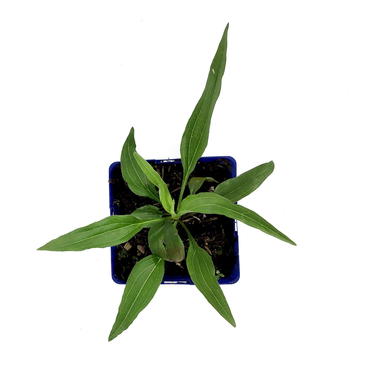 Echinacea, 15cm, PRIMA™ Ginger - Floral Acres Greenhouse & Garden Centre