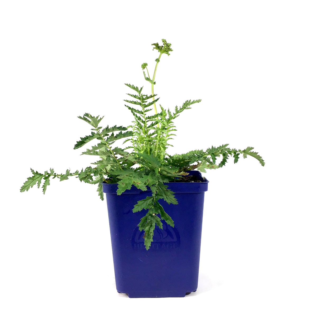 Filipendula, 15cm, Meadowsweet - Floral Acres Greenhouse & Garden Centre