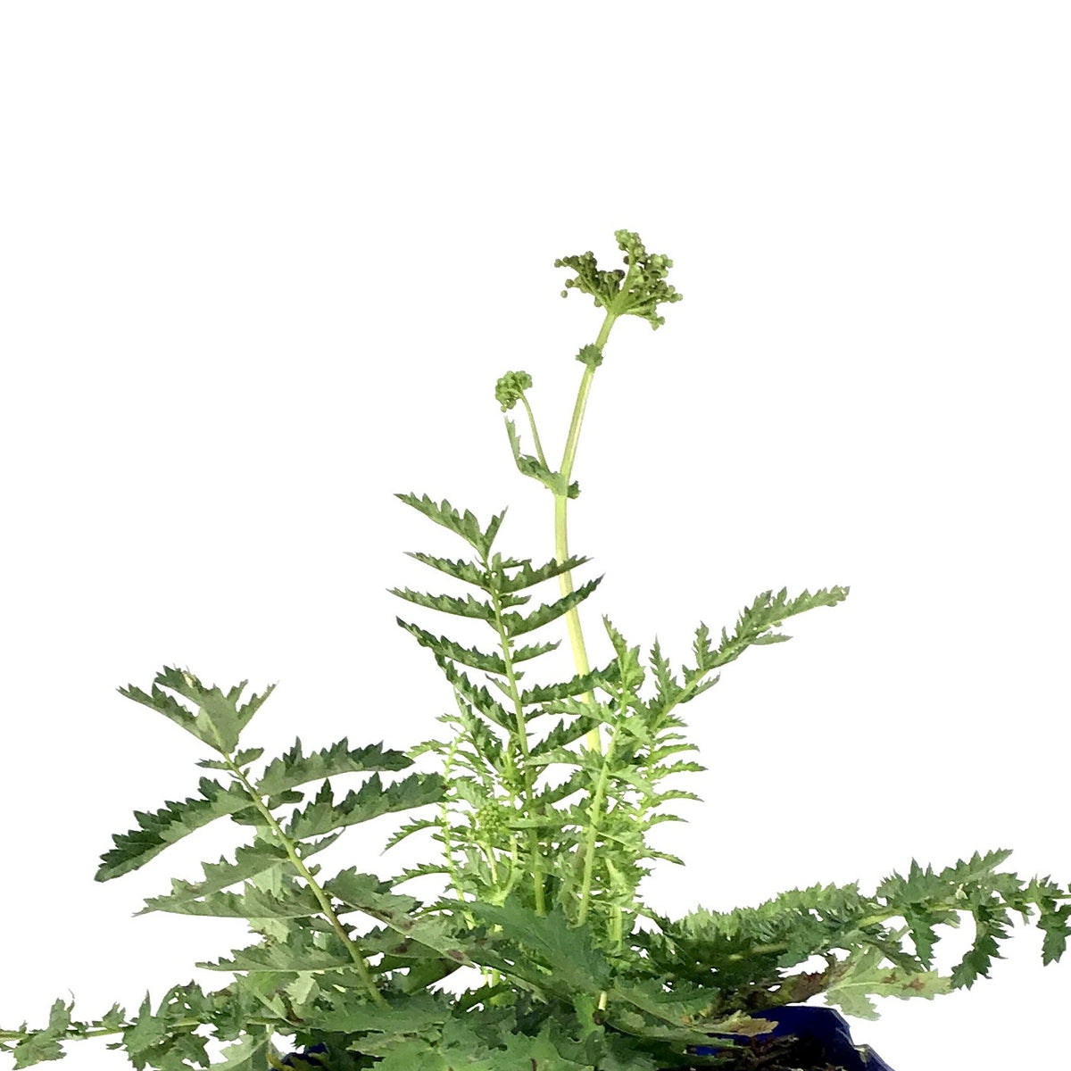 Filipendula, 15cm, Meadowsweet - Floral Acres Greenhouse & Garden Centre