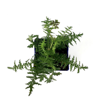 Filipendula, 15cm, Meadowsweet - Floral Acres Greenhouse & Garden Centre