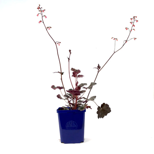 Heuchera, 15cm, Glitter - Floral Acres Greenhouse & Garden Centre