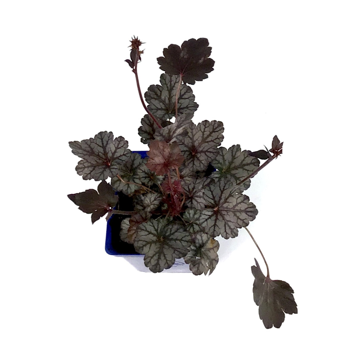 Heuchera, 15cm, Glitter - Floral Acres Greenhouse & Garden Centre
