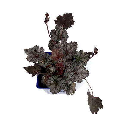 Heuchera, 15cm, Glitter - Floral Acres Greenhouse & Garden Centre