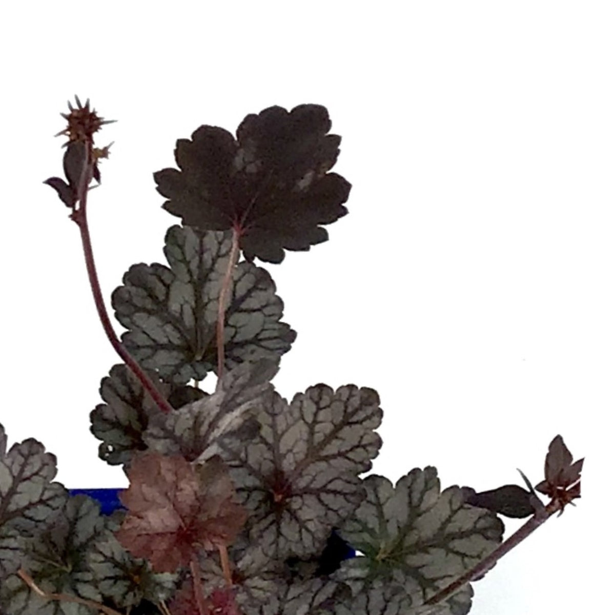 Heuchera, 15cm, Glitter - Floral Acres Greenhouse & Garden Centre