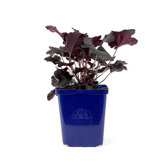 Heuchera, 15cm, Obsidian - Floral Acres Greenhouse & Garden Centre