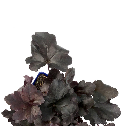 Heuchera, 15cm, Obsidian - Floral Acres Greenhouse & Garden Centre
