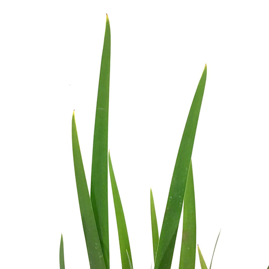 Iris, 15cm, Silver Edge - Floral Acres Greenhouse & Garden Centre