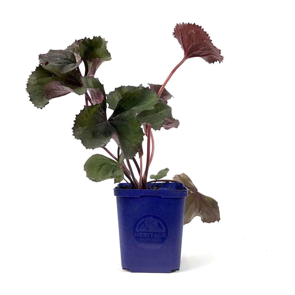 Ligularia, 15cm, BBQ Banana - Floral Acres Greenhouse & Garden Centre