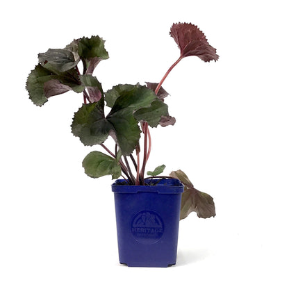 Ligularia, 15cm, BBQ Banana - Floral Acres Greenhouse & Garden Centre