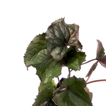 Ligularia, 15cm, BBQ Banana - Floral Acres Greenhouse & Garden Centre