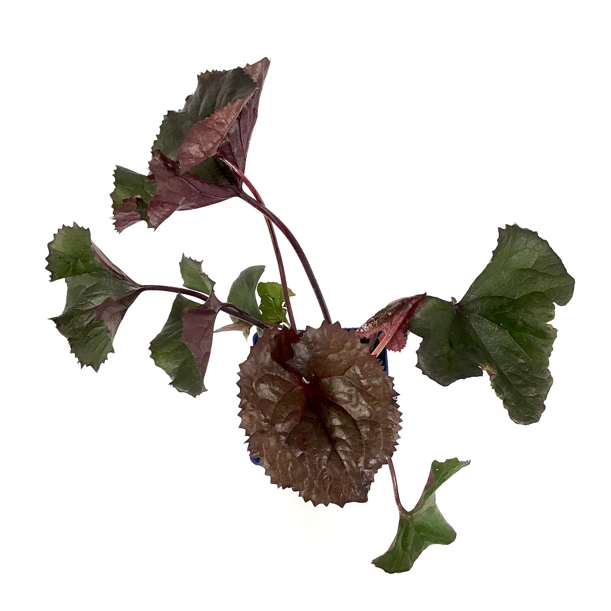 Ligularia, 15cm, BBQ Banana - Floral Acres Greenhouse & Garden Centre