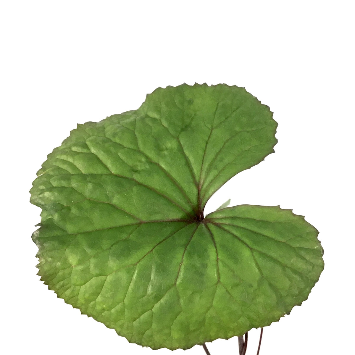 Ligularia, 15cm, Othello - Floral Acres Greenhouse & Garden Centre