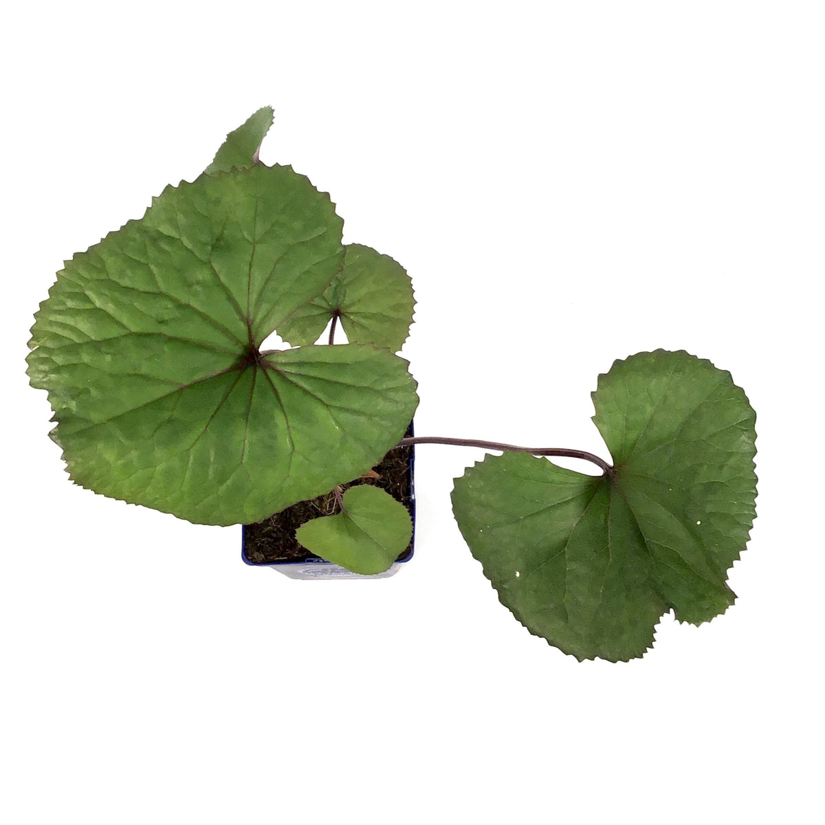 Ligularia, 15cm, Othello - Floral Acres Greenhouse & Garden Centre