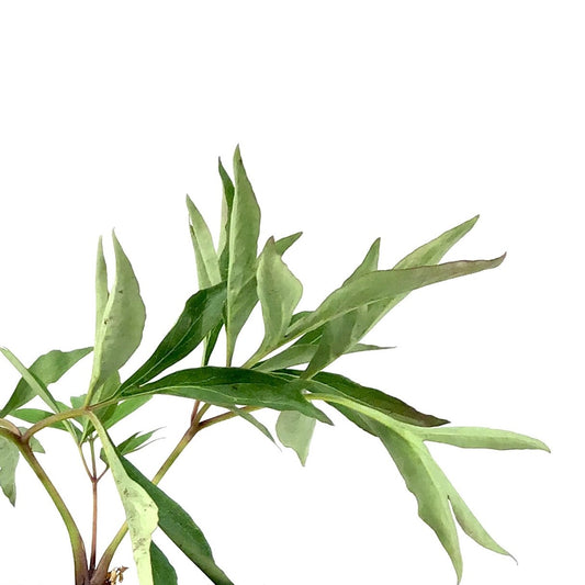 Peony, 15cm, Cora Louise - Floral Acres Greenhouse & Garden Centre