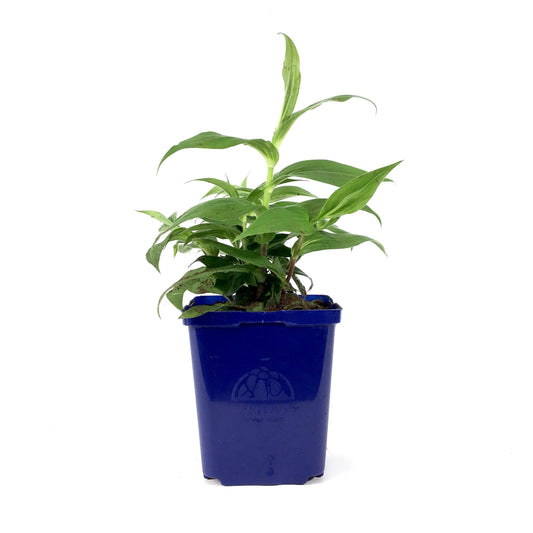 Tricyrtis, 15cm, Miyazaki Toad Lily - Floral Acres Greenhouse & Garden Centre