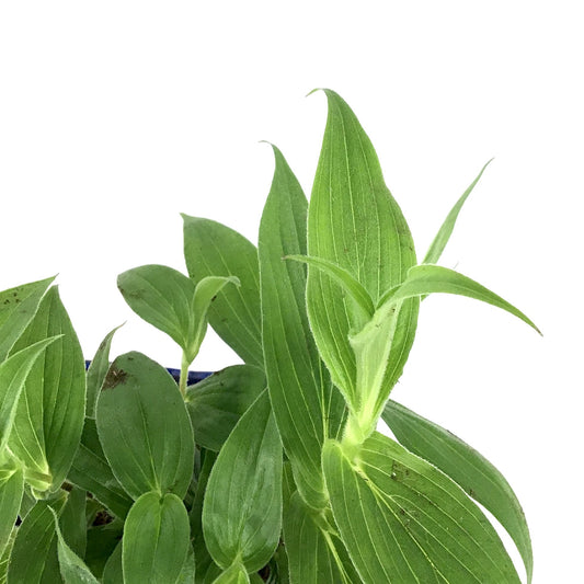 Tricyrtis, 15cm, Miyazaki Toad Lily - Floral Acres Greenhouse & Garden Centre