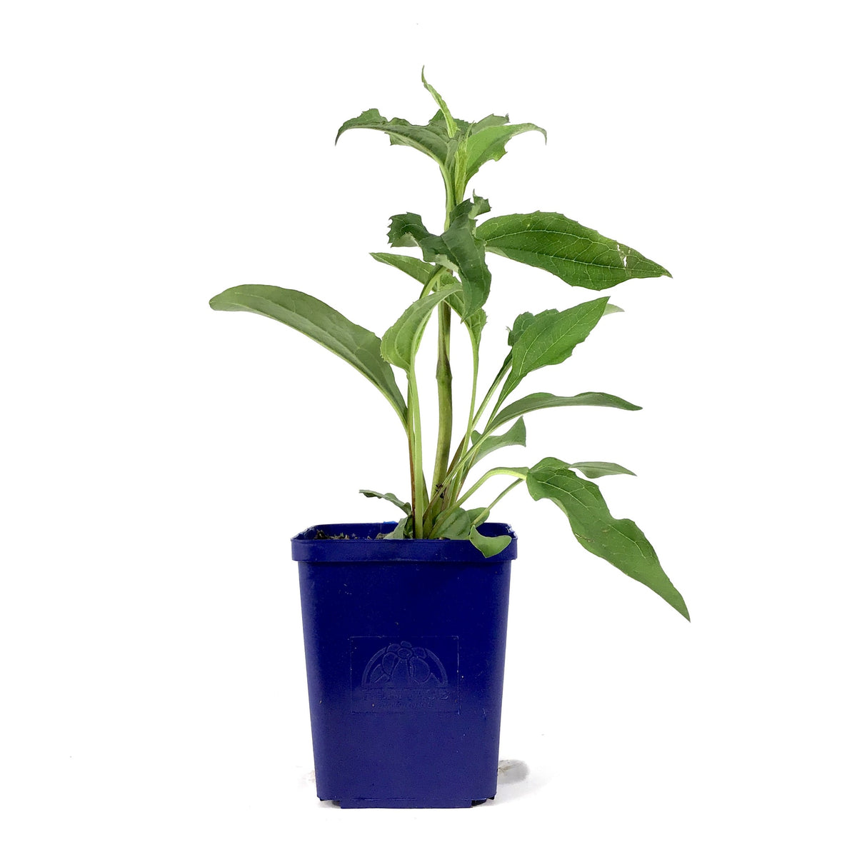 Echinacea purpurea, 11cm, Green Twister - Floral Acres Greenhouse & Garden Centre