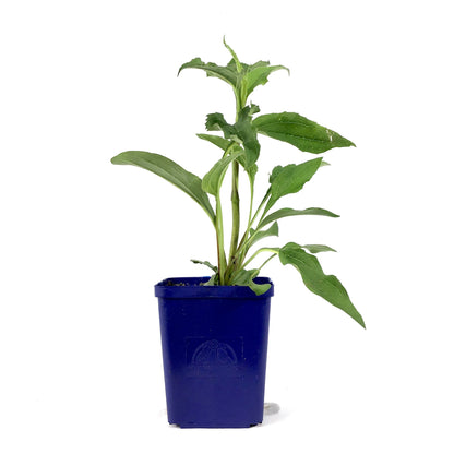 Echinacea purpurea, 11cm, Green Twister - Floral Acres Greenhouse & Garden Centre