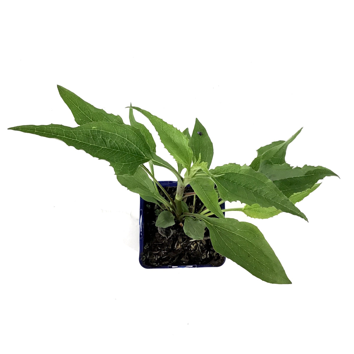 Echinacea purpurea, 11cm, Green Twister - Floral Acres Greenhouse & Garden Centre