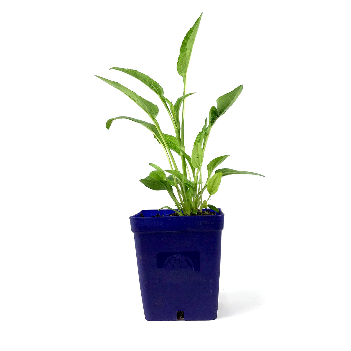 Echinacea purpurea, 11cm, Mellow Yellows - Floral Acres Greenhouse & Garden Centre