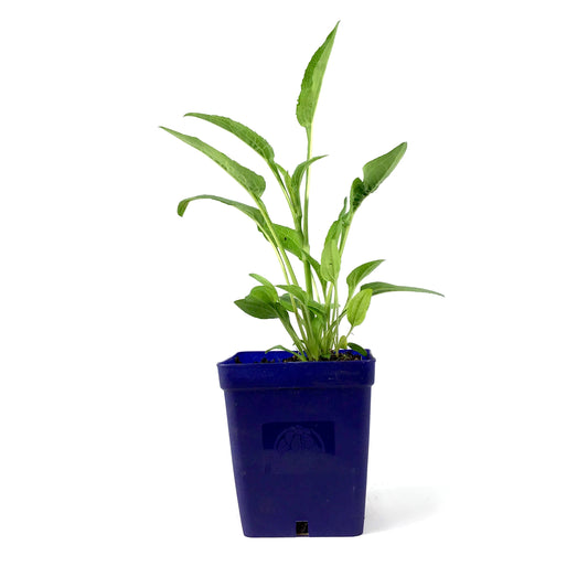 Echinacea purpurea, 11cm, Mellow Yellows - Floral Acres Greenhouse & Garden Centre