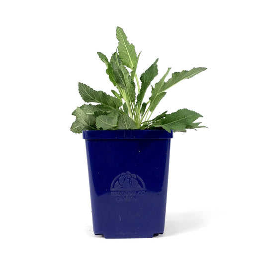 Salvia, 11cm, Blue Hill - Floral Acres Greenhouse & Garden Centre