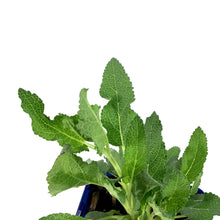 Load image into Gallery viewer, Salvia, 11cm, Blue Hill - Floral Acres Greenhouse &amp; Garden Centre

