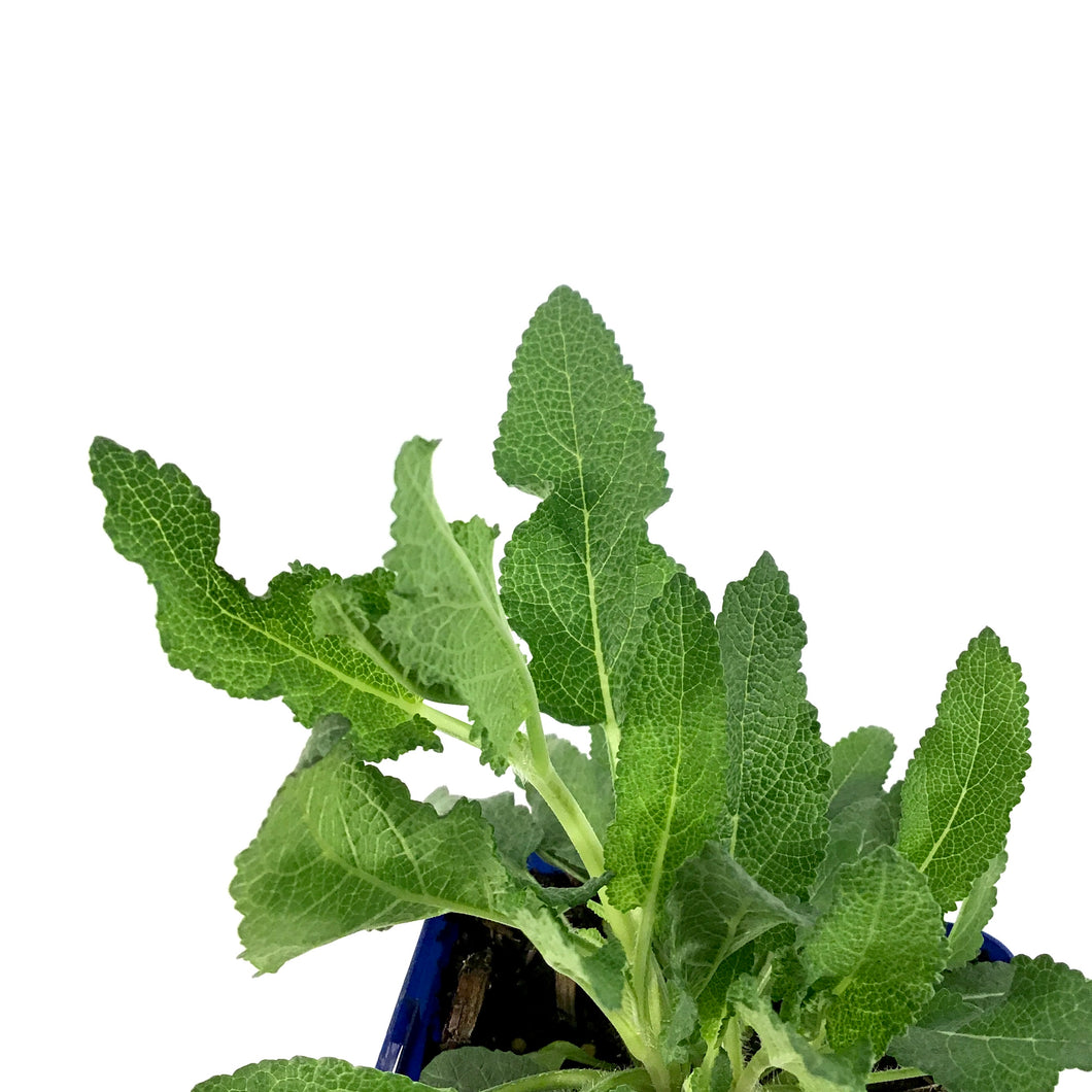 Salvia, 11cm, Blue Hill - Floral Acres Greenhouse & Garden Centre