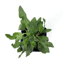 Load image into Gallery viewer, Salvia, 11cm, Blue Hill - Floral Acres Greenhouse &amp; Garden Centre
