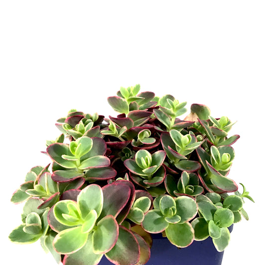 Sedum, 11cm, SunSparkler® Lime Twister - Floral Acres Greenhouse & Garden Centre