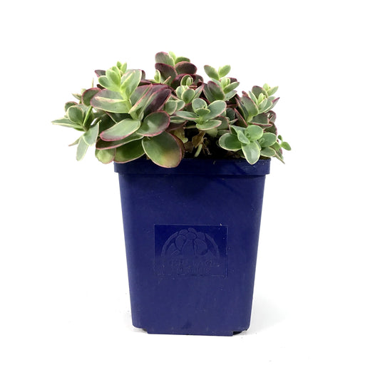 Sedum, 11cm, SunSparkler® Lime Twister - Floral Acres Greenhouse & Garden Centre