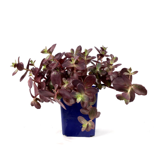 Sedum, 11cm, SunSparkler® Firecracker - Floral Acres Greenhouse & Garden Centre