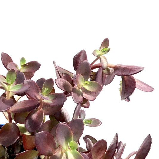 Sedum, 11cm, SunSparkler® Firecracker - Floral Acres Greenhouse & Garden Centre