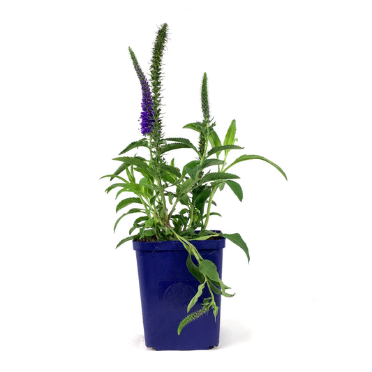 Veronica, 11cm, Vernique® Shining Sea - Floral Acres Greenhouse & Garden Centre