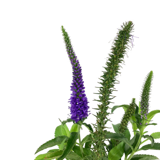 Veronica, 11cm, Vernique® Shining Sea - Floral Acres Greenhouse & Garden Centre