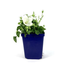 Load image into Gallery viewer, Campanula, 9cm, Rapido White - Floral Acres Greenhouse &amp; Garden Centre
