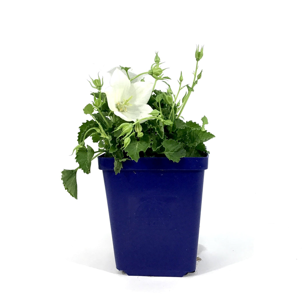 Campanula, 9cm, Rapido White - Floral Acres Greenhouse & Garden Centre